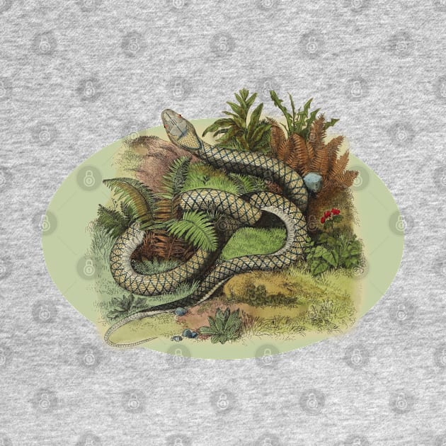 SNAKE ILLUSTRATION by Biophilia